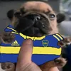 perritobostero1