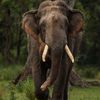 The Gentle Giants Refuge🐘