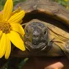 ShellyTheTortoise