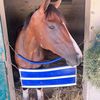 the.race.horse