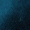 username140987837