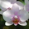 ma.thu9387