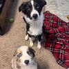 the_dailyaussie