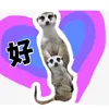 meerkat_house