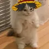 calcyy_