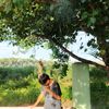 thuya79260
