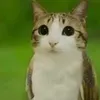 omplayerlol
