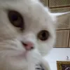 asmabarznji23