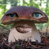 dedgribovrobert
