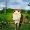 meda_dinheiro