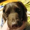pixi_nova8