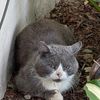 Lj_cats_rescue_and_love