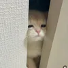 _vqnt7