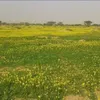 messi.sh.sahara