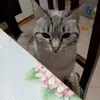 carla.pierosara
