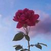 user4215531344307