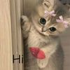 fatmaahmad220