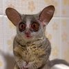 Galago the Bush Baby