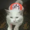 fluffycat_08