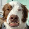 arvos.underbite