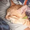 sir_poknat