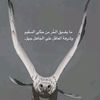 user7831036624432