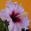 carmenfritzsche6