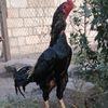 amil_berdeli.0909