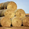 kamran.farm0