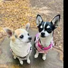 doggos7336