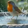 limoune3