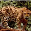 Ai animals