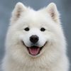 fluffy.cloud.memes