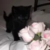 flowerkittenhelpbot