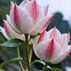 flor.502._