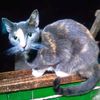 el.gato.bro