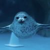 Seal_life