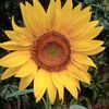 sunflower..t4