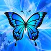 blue.butterfly137