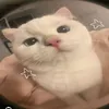 _chingcheia_