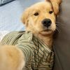 Funny dog