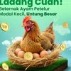 ikhtiarku.chicken