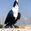 ۩ابــو الــحــربــي ♤