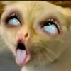 videoviralwanitacoss