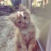 janateihnkgfd4