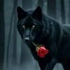 LE LOUP NOIR