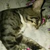 zmrd.rstmzad