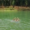 nasution0026