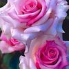 rahima22002255