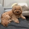 taytayminidoodle